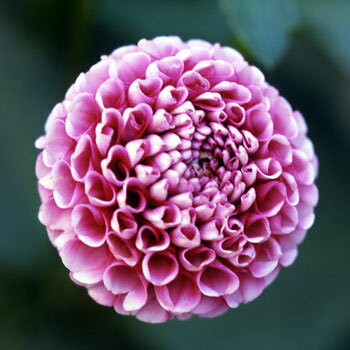 球根/[26年3月中下旬予約]ダリア：メミー（桃に白）1球