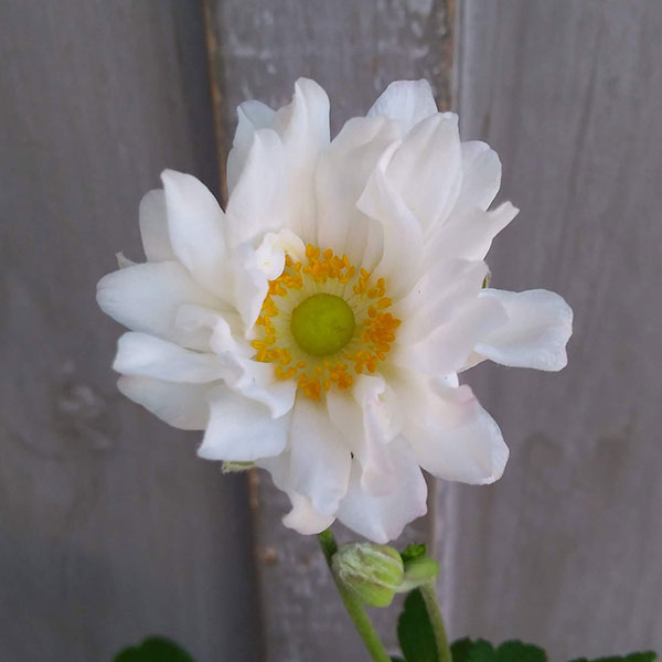 Rakuten - 草花の苗/[26年8月下旬予約]シュウメイギク（秋明菊）：白花八重4号鉢植え