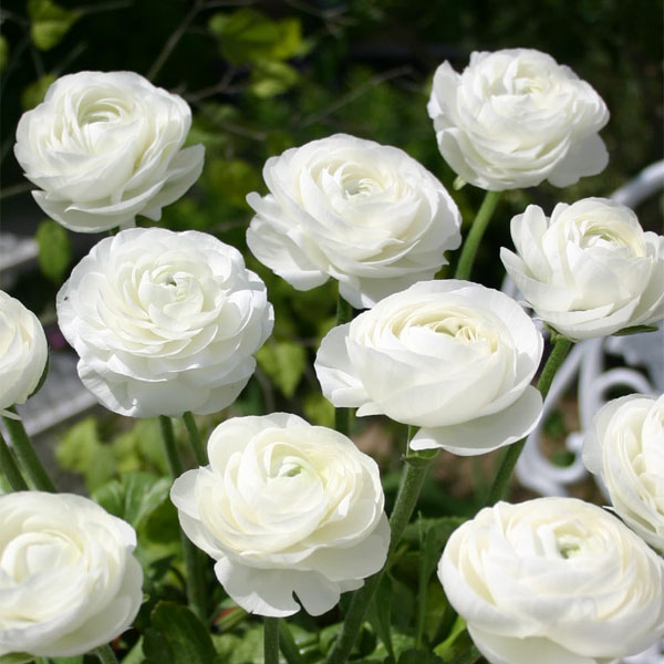 小型 秋植え球根 4〜5月開花 花壇・鉢植え・切り花に球根/[26年9月中下旬予約]ラナンキュラス：ホワイト50ml入り花が大きく鮮やかなラナンキュラス。地中海園芸原産のハナキンポウゲの園芸種です。花弁が何枚も重なった豪華な雰囲気と鮮やかな花色が魅力的。開花期には1株からたくさんの蕾が上がってきますが、少し摘み取ると大輪花を咲かせることができます。花壇、鉢植え、切花で大人気です。球根の形状が特殊なので、上下を間違えないように植えてください。球根の大きさにバラツキがあるため、内容量は容量表示となっています。植え時：9月〜12月花期：4月〜5月草丈：30〜40cm栽培方法：日当たり、水捌けの良い場所が適します。肥料は植付け時と、花付きが悪くなったら与えると良いでしょう。ラナンキュラスは、植えつけしてすぐに水を与えると、球根が急に水を吸い過ぎて腐る場合があります。あらかじめ日陰で、湿らせた砂やバーミキュライトに置いて、ゆっくり吸水させてから植えましょう。写真は開花時のイメージです。※球根の表皮が剥けていたり、細かな傷がある場合がございます。生育には支障ありませんので予めご承知おきください。■9月中旬〜9月下旬頃のお届けの予約販売です。・出荷開始予定：2026年9月中旬〜・注文締切日：2026年9月14日（月）午前7時まで・「9月中下旬予約」カテゴリ以外の商品とはご一緒にご注文いただけません。（商品名の頭に「[26年9月中下旬予約]」が付いている商品となります）・ご注文同士をおまとめすることはできません。送料はそれぞれにかかります。・お届け日のご案内は2026年9月15日（火）以降にメールにてお知らせします。お届け日指定はお受けできませんが、曜日や時間帯のご指定は承ります。（受信できるアドレスにてご注文お願いします。）・品種・作柄によりお届け時期が変更になったり、お届けできなくなる場合がございます。[26年9月中下旬予約]ラナンキュラス：ホワイト50ml入りの栽培ガイド秋植え球根のダブルデッカー植え球根の植付け秋植え球根【秋植え球根】植えつけ深さの目安