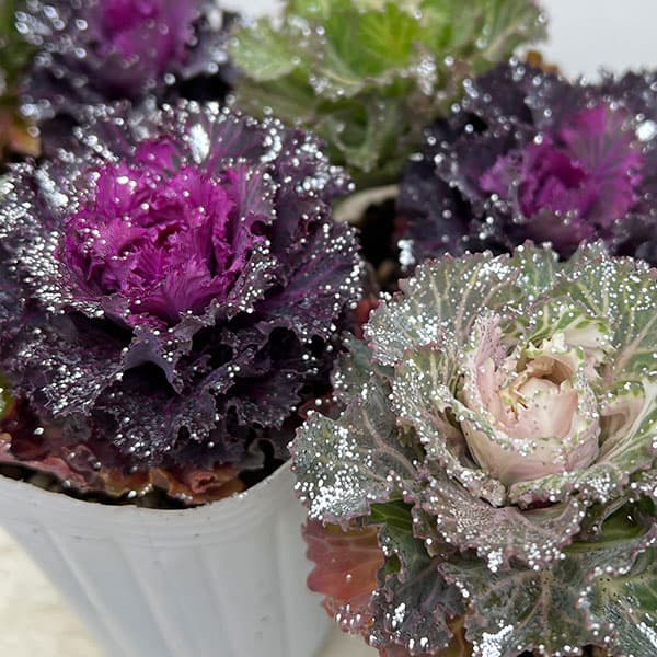 草花の苗/[25年11月中下旬予約]ハボタン：キラキラ葉牡ちゃん2.5号ポットのサムネイル