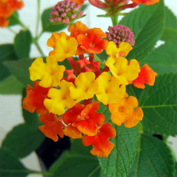 草花の苗/[26年4月下旬予約]ランタナ：パニックドーム オレンジバイカラー3.5号ポット