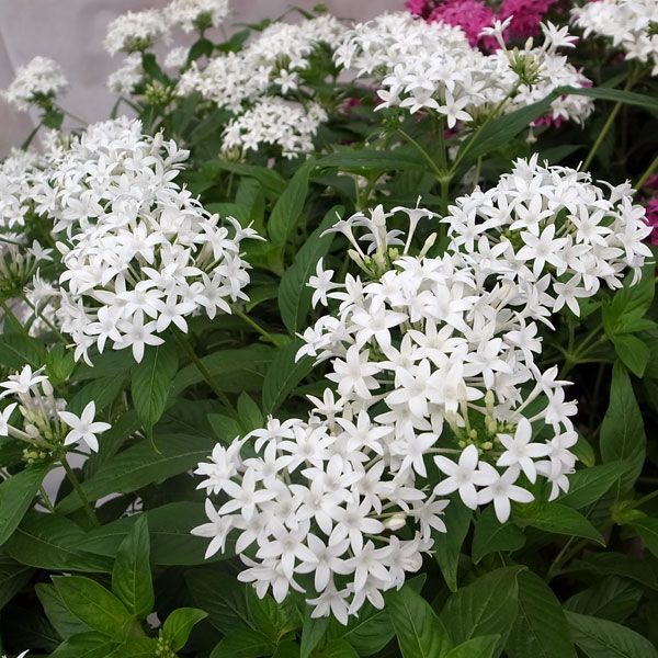 草花の苗/[26年4月下旬予約]ペンタス（高性）：パニッ