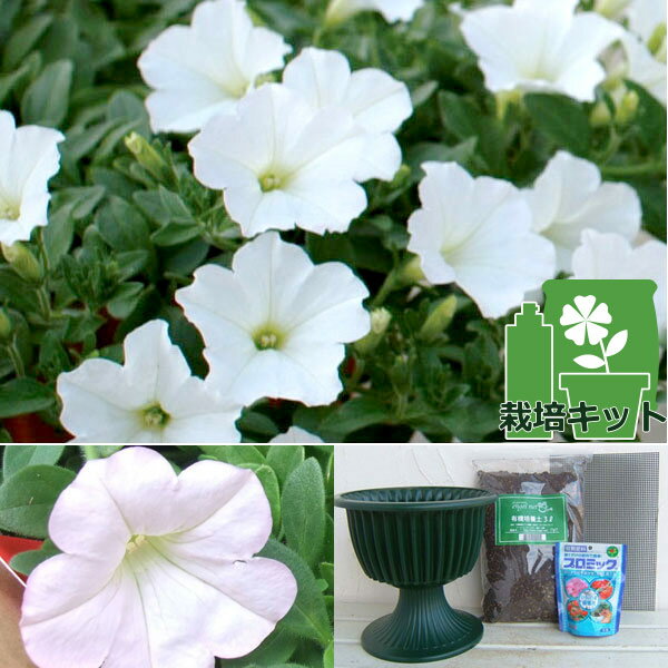草花の苗/[26年3月中下旬予約]ランドスケープペチュニア：おゆきちゃんと鉢と土と苗のセット