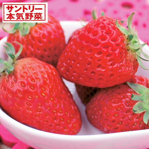 野菜の苗/[25年9月中下旬予約]イチゴ（四季なり）：ドルチェベリー(R)3号ポットのサムネイル