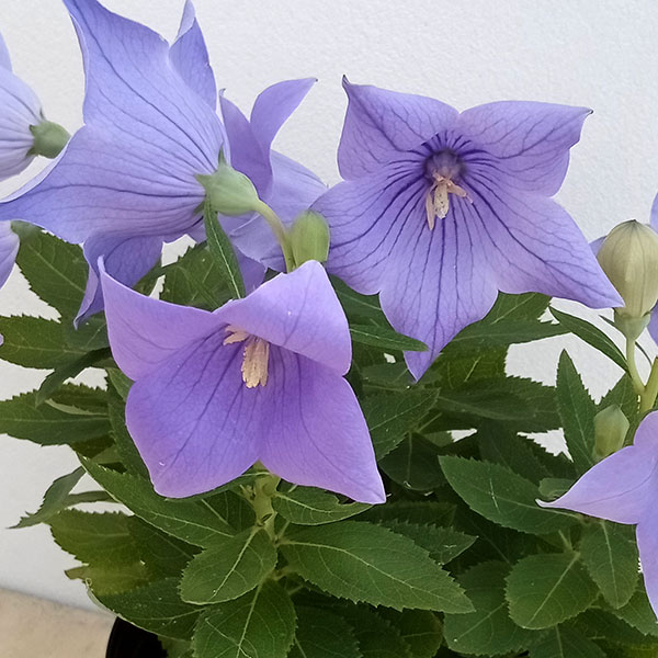 山野草の苗/[26年3月中下旬予約]アポイキキョウ3.5号ポット