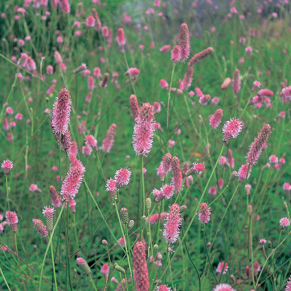 7月〜9月開花 サンギソルバ コンパクトな早生タイプ・初夏から秋まで毎年咲く宿根草草花の苗/[26年10月中下旬予約]ワレモコウ：ピンクタンナ3.5号ポット愛らしいピンクのワレモコウ。長期間開花しますので、花壇や鉢植えで長く楽しめます。強健なので、数年間は植えたままで大丈夫です。株が込み合ってきたら適宜株分けしてください。切花にもおすすめです。タイプ：バラ科の耐寒性宿根草・落葉性草丈：50〜80cm開花期：初夏〜秋植付け適期：2月〜5月日照：日向むき栽培方法：日あたりのよい場所を好みます。強健ですので、栽培は容易です。水切れに弱いので、鉢植えの場合はご注意ください。鉢はなるべく大きめのものか、深鉢を選んでください。春と秋に緩効性肥料を施してください。冬季は地上部が枯れ休眠しますが、春になると新芽が出てきます。株分けは冬季に行ってください。3.5号（直径10.5cm）ポット植えです。写真は成長時（開花時）のイメージですが、お届け時は苗の状態です。開花が進んだ場合は切り戻し株でお届けする場合があります。■10月中旬〜10月下旬頃のお届けの予約販売です。・出荷開始予定：2026年10月中旬〜・注文締切日：2026年10月12日（月）午前7時まで・「10月中下旬予約」カテゴリ以外の商品とはご一緒にご注文いただけません。（商品名の頭に「[26年10月中下旬予約]」が付いている商品となります）・ご注文同士をおまとめすることはできません。送料はそれぞれにかかります。・お届け日のご案内は2026年10月13日（火）以降にメールにてお知らせします。お届け日指定はお受けできませんが、曜日や時間帯のご指定は承ります。（受信できるアドレスにてご注文お願いします。）・品種・作柄によりお届け時期が変更になったり、お届けできなくなる場合がございます。