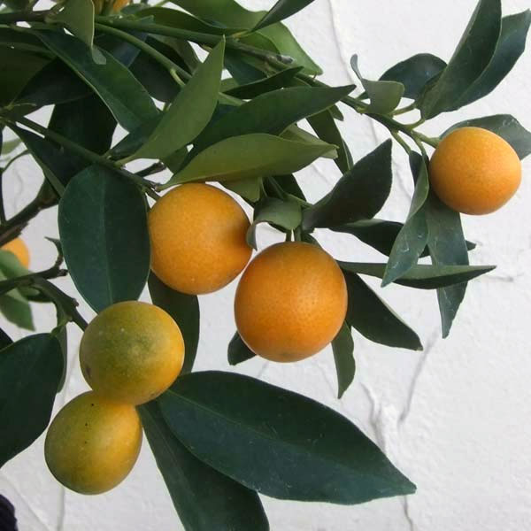 �̼�����/[26ǯ8���ͽ��]���󥫥󡧤פ��ޤ륭�󥫥�5��ȭ����[���դ�]