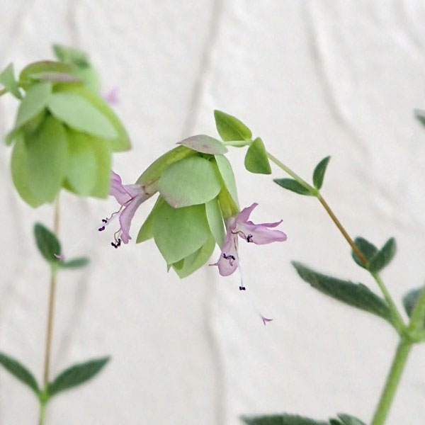 草花の苗/[26年4月上旬予約]花...