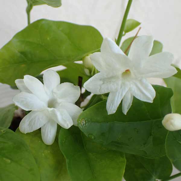 幼苗（药草） - ハーブの苗/[26年5月中下旬予約]ジャスミン：ピカケ（マツリカ・サンバク アラビアジャスミン）3-3.5号ポット