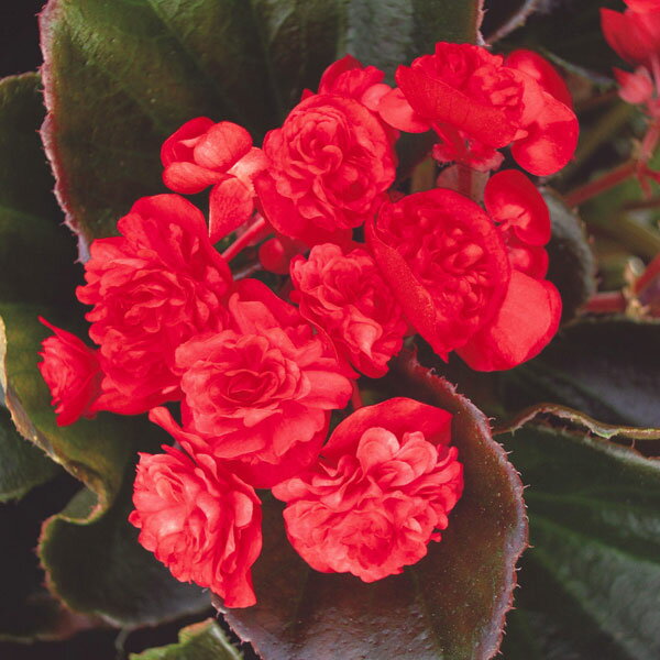 草花の苗/[26年3月中下旬予約]ベゴニア：ダブレットレ