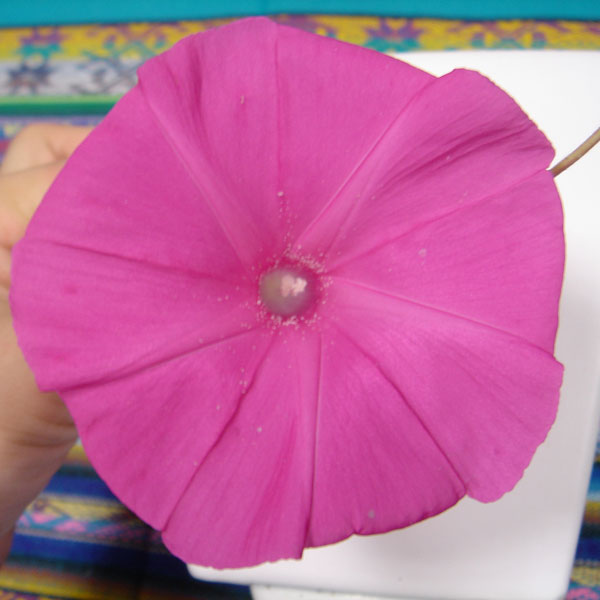 草花の苗/[26年4月下旬予約]アサガオ（イポメア）：西洋朝顔スカーレットオハラ2.5号ポット