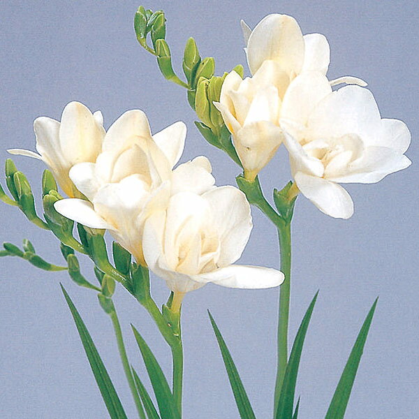 小型 秋植え球根 3〜4月開花 毎年花が咲く球根植物 花壇・鉢植え・切り花に球根/[26年9月中下旬予約]フリージア（八重咲）：白8球入り甘い香りと鮮やかな花色が人気のフリージア。切り花の利用が一般的ですが、庭やコンテナに植えると素敵です。気品のある花は、寄せ植えの中心になります。毎年球根が増えるので、続けて楽しめるのも魅力です。八重咲きの白色です。タイプ：アヤメ科の球根植物植え時：3月〜11月花期：3月〜4月草丈：30〜40cm栽培方法：古い土は病気の原因になるので、新しい土を使います。庭植えの場合は、アヤメ科の植物を育てたことのない場所を選びます。鉢植えは5号鉢に7球ほどが目安です。頂部が隠れる程度に土をかけます。倒伏防止と寒さよけに、芽が伸びたら増し土をし、敷き藁で防寒します。花後は花の首部から切り落とし、葉が黄色くなったら掘り上げます。土を落として日陰で半月ほど乾燥させて保存します。 ※球根の表皮が剥けていたり、細かな傷がある場合がございます。生育には支障ありませんので予めご承知おきください。■9月中旬〜9月下旬頃のお届けの予約販売です。・出荷開始予定：2026年9月中旬〜・注文締切日：2026年9月14日（月）午前7時まで・「9月中下旬予約」カテゴリ以外の商品とはご一緒にご注文いただけません。（商品名の頭に「[26年9月中下旬予約]」が付いている商品となります）・ご注文同士をおまとめすることはできません。送料はそれぞれにかかります。・お届け日のご案内は2026年9月15日（火）以降にメールにてお知らせします。お届け日指定はお受けできませんが、曜日や時間帯のご指定は承ります。（受信できるアドレスにてご注文お願いします。）・品種・作柄によりお届け時期が変更になったり、お届けできなくなる場合がございます。[26年9月中下旬予約]フリージア（八重咲）：白8球入りの栽培ガイド秋植え球根のダブルデッカー植え球根の植付け秋植え球根【秋植え球根】植えつけ深さの目安