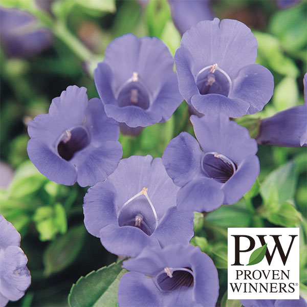 草花の苗/[26年4月上旬予約]スーパートレニア：カタリ