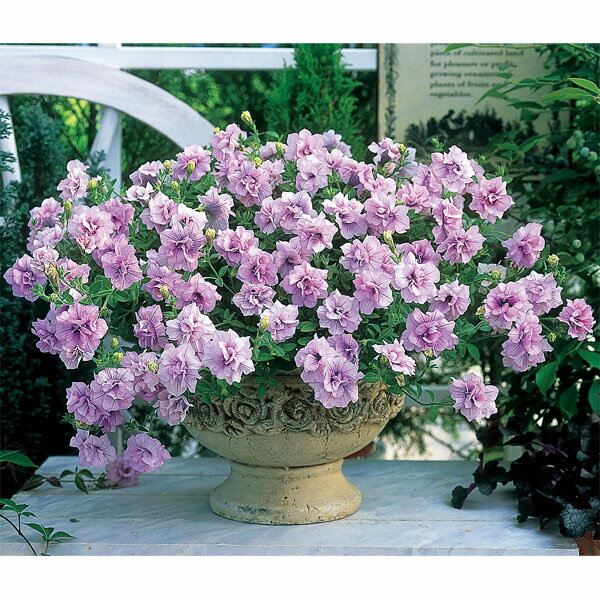 草花の苗/[26年3月中下旬予約]...