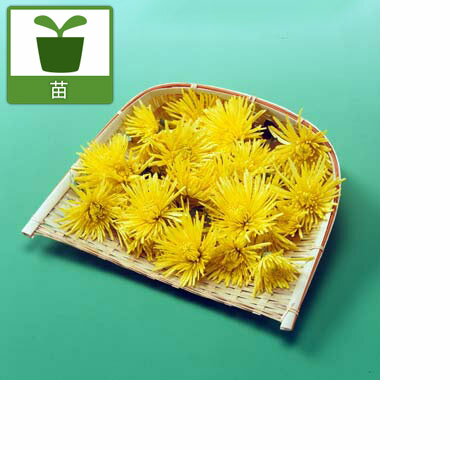 ��ڤ���/[26ǯ4����ͽ��]���ѵơ������ʲ��� 2.5��ݥå�