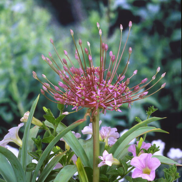 小型 花火のような個性的な花 秋植え球根 NHK趣味の園芸25年10月号掲載球根/[26年9月中下旬予約]アリウム：シューベルティ1球入りアリウムはユリ科の球根植物。品種がとても多く、バラエティに富んだ花が楽しめます。開花期が長く、茎も丈夫なので切花にしても楽しめます。シューベルティは、まるで花火のような咲き方で、花持ちの良い品種です。ドライフラワーにもなります。タイプ：ネギ科（ユリ科）アリウム属の耐寒性球根植物開花時期：5〜6月草丈：30〜40cm用途：庭植え、鉢植え日照：日向むき栽培方法：植えつけ適期は秋です。日の良くあたる場所が適しています。根が良く伸びるので深く耕し、石灰と化成肥料を施して深さ3〜5cmに植えつけます。植えつけ後はたっぷりと潅水します。一定期間低温に当たることで開花しますので、鉢植えでも冬は戸外の寒い場所で管理してください。また、水切れすると花が咲かなくなりますので、冬もたっぷり水をやってください。（沖縄地域では花が咲かないことがありますので、ご注意ください）花後、葉が枯れたら掘り上げて涼しく風通しのよい場所で保存します。自然分球または実生によって殖やすことができます。※球根の表皮が剥けていたり、細かな傷がある場合がございます。生育には支障ありません。■9月中旬〜9月下旬頃のお届けの予約販売です。・出荷開始予定：2026年9月中旬〜・注文締切日：2026年9月14日（月）午前7時まで・「9月中下旬予約」カテゴリ以外の商品とはご一緒にご注文いただけません。（商品名の頭に「[26年9月中下旬予約]」が付いている商品となります）・ご注文同士をおまとめすることはできません。送料はそれぞれにかかります。・お届け日のご案内は2026年9月15日（火）以降にメールにてお知らせします。お届け日指定はお受けできませんが、曜日や時間帯のご指定は承ります。（受信できるアドレスにてご注文お願いします。）・品種・作柄によりお届け時期が変更になったり、お届けできなくなる場合がございます。[26年9月中下旬予約]アリウム：シューベルティ1球入りの栽培ガイド秋植え球根のダブルデッカー植え球根の植付け秋植え球根【秋植え球根】植えつけ深さの目安