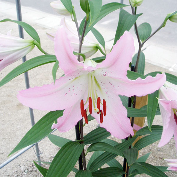 球根/[25年10月中下旬予約]ユ...