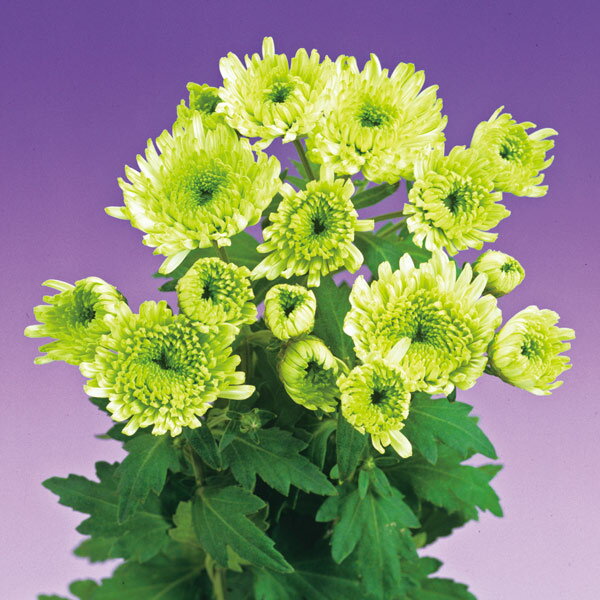 ��֤���/[26ǯ4����ͽ��]�����ʵơˡ��еƥ��꡼�󥵥���2.5��ݥå�