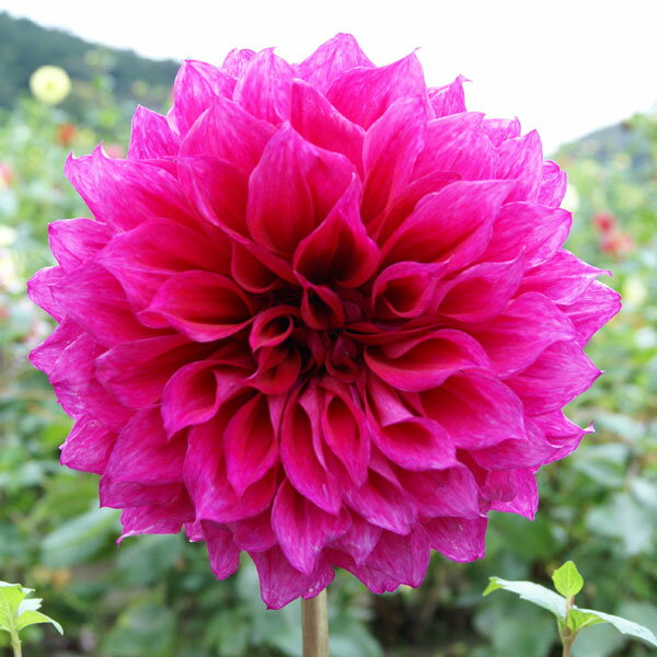 球根/[26年3月中下旬予約]超巨大輪ダリア：エベリンランボルト（紫）1球入り