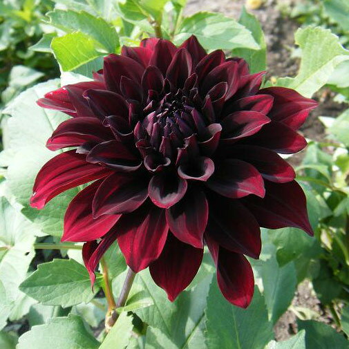 球根/[25年3月中下旬予約]ダリア：黒蝶（コクチョウ）1球入り