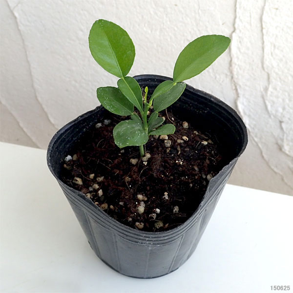 野菜の苗/[26年4月上旬予約]コブミカン（バイマックル） 3号ポット