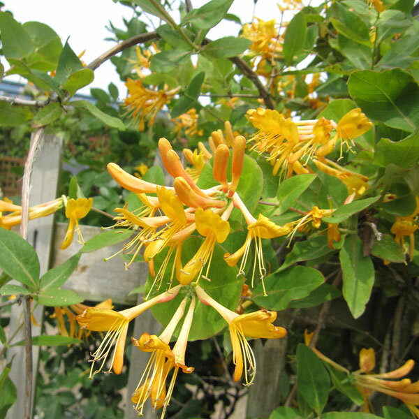 ��֤���/[25ǯ9���沼��ͽ��]���˥���ʥϥˡ����å���ˡ��ƥ�ޥ˥����� 4��ݥå�