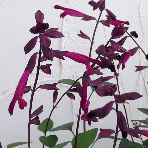 草花の苗/[26年4月下旬予約]サ...