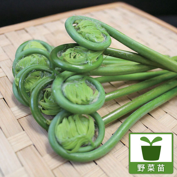 野菜の苗/[26年3月中下旬予約]ゼンマイ3.5号ポット4株セット