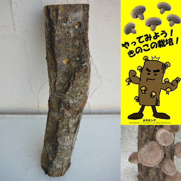 野菜の苗/[25年12月上中旬予約]ホダキング（しいたけホダ木オガ菌完熟45cm）1本