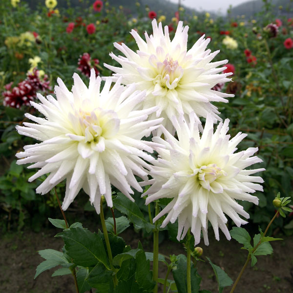 球根/[26年3月中下旬予約]ダリア：マジックモーメント1球入り