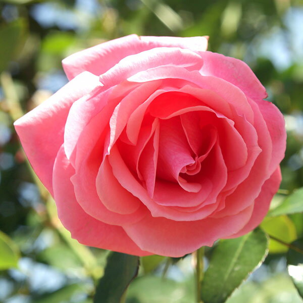 バラの苗/[25年11月中下旬予約...