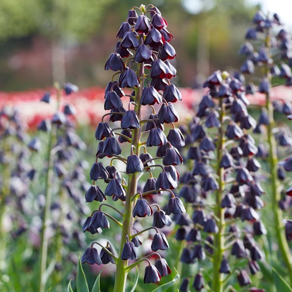 球根/[25年9月中下旬予約]フリチラリア：ペルシカ1球入りのサムネイル