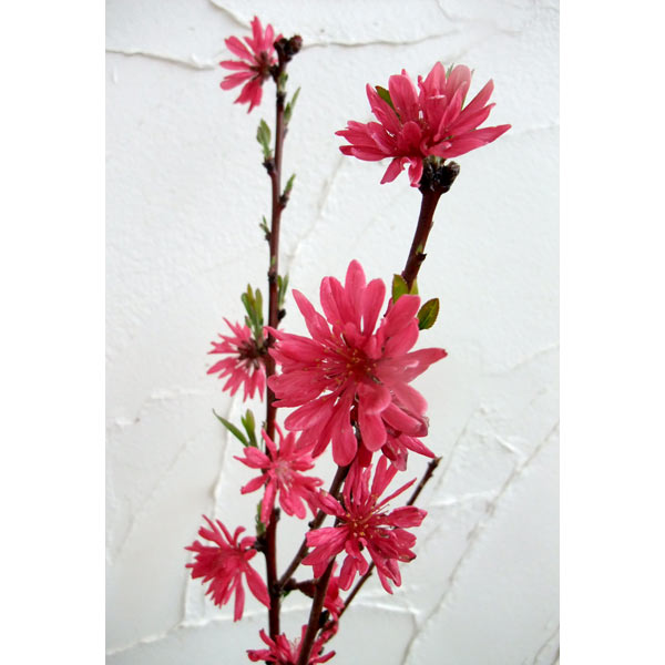 花木 庭木の苗/[25年12月上中旬予約]花桃：菊桃京舞妓（キクモモキョウマイコ）4～5号ポット