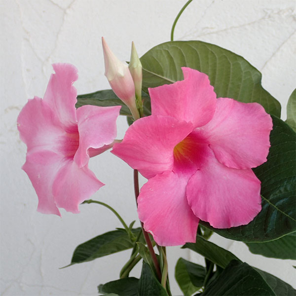 草花の苗/[26年4月下旬予約]マンデビラ：ローズジャイアント3号ポット