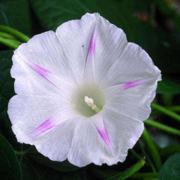 草花の苗/[26年4月下旬予約]アサガオ（イポメア）：西洋朝顔ミルキーウェイ2.5号ポット