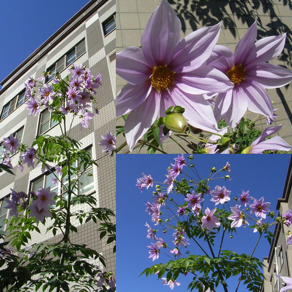 草花の苗/[26年3月中下旬予約]...