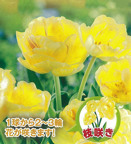 小型球根/[26年10月中下旬予約]チューリップ：チャーミングレディ3球入り（DL）あふれるように花が咲く八重咲きのチューリップ。枝咲になるような特殊な処理を施した球根なので、八重咲の花が1球から2〜3輪咲、ボリューム満点の花がお楽しみいただけます。タイプユリ科の耐寒性球根植物植付け適期9月〜12月開花時期春草丈約45cm用途花壇、鉢植え日照日向むき栽培方法：植え付け適期は9月〜年内までです。日当たりのよい場所で、よく耕した土に化学肥料等をまぜ、球根の高さの3倍ほどの深さに植えます。一定期間低温に当たることで開花しますので、鉢植えでも冬は戸外の寒い場所で管理してください。また、水切れすると花が咲かなくなりますので、冬もたっぷり水をやってください。（沖縄地域では花が咲かないことがありますので、ご注意ください）写真は開花時のイメージですので、ご了承ください。※球根の表皮が剥けていたり、細かな傷がある場合がございます。生育には支障ありませんので予めご承知おきください。■10月中旬〜10月下旬頃のお届けの予約販売です。・出荷開始予定：2026年10月中旬〜・注文締切日：2026年10月12日（月）午前7時まで・「10月中下旬予約」カテゴリ以外の商品とはご一緒にご注文いただけません。（商品名の頭に「[26年10月中下旬予約]」が付いている商品となります）・ご注文同士をおまとめすることはできません。送料はそれぞれにかかります。・お届け日のご案内は2026年10月13日（火）以降にメールにてお知らせします。お届け日指定はお受けできませんが、曜日や時間帯のご指定は承ります。（受信できるアドレスにてご注文お願いします。）・品種・作柄によりお届け時期が変更になったり、お届けできなくなる場合がございます。[26年10月中下旬予約]チューリップ：チャーミングレディ3球入り（DL）の栽培ガイドチューリップの球根の植えつけ方法秋植え球根のダブルデッカー植え球根の植付け秋植え球根プランターに何個のチューリップ球根を植えますか？
