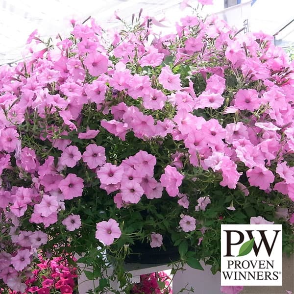 草花の苗/[26年3月中下旬予約]...