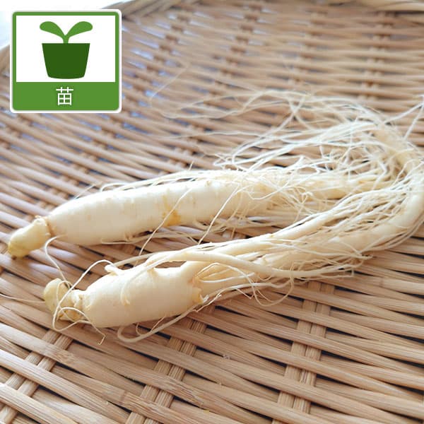 野菜の苗/[26年3月中下旬予約]朝鮮人参（チョウセンニンジン・オタネニンジン）2.5−3号ポット