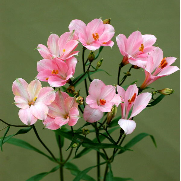 草花の苗/[26年2月中下旬予約]アルストロメリア：シンプルパール3.5号ポット