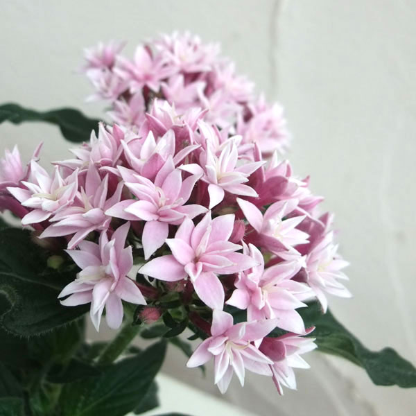 草花の苗/[26年4月下旬予約]ペンタス（八重咲き）：ラ