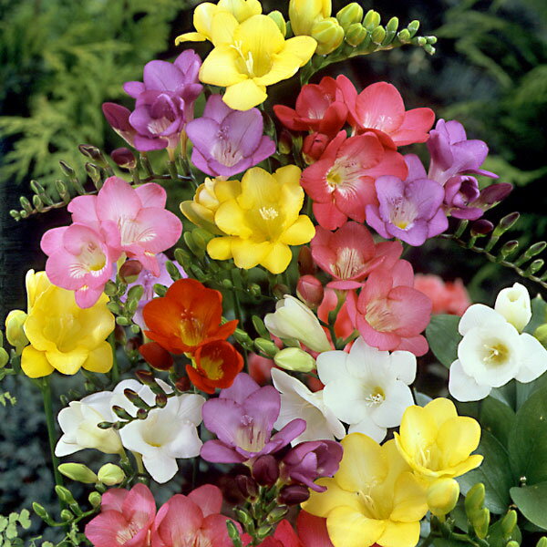 小型 秋植え球根 3〜4月開花 毎年花が咲く球根植物 花壇・鉢植え・切り花に球根/[26年9月中下旬予約]フリージア（一重咲）：混合10球入り甘い香りと鮮やかな花が人気です。切り花の利用が一般的ですが、庭やコンテナに植えると素敵です。気品のある花は、寄せ植えの中心になります。毎年球根がたくさん増えるので、続けて楽しめるのも魅力。植え時：8月〜11月花期：3月〜4月草丈：30〜40cm用途：花壇、コンテナ、切り花栽培方法：古い土は病気の原因になるので、新しい土を使います。庭植えの場合は、アヤメ科の植物を育てたことのない場所を選びます。鉢植えは5号鉢に7球ほどが目安です。頂部が隠れる程度に土をかけます。倒伏防止と寒さよけに、芽が伸びたら増し土をし、敷き藁で防寒します。花後は花の首部から切り落とし、葉が黄色くなったら掘り上げます。土を落として日陰で半月ほど乾燥させて保存します。 写真は開花時のイメージです。※球根の表皮が剥けていたり、細かな傷がある場合がございます。生育には支障ありませんので予めご承知おきください。■9月中旬〜9月下旬頃のお届けの予約販売です。・出荷開始予定：2026年9月中旬〜・注文締切日：2026年9月14日（月）午前7時まで・「9月中下旬予約」カテゴリ以外の商品とはご一緒にご注文いただけません。（商品名の頭に「[26年9月中下旬予約]」が付いている商品となります）・ご注文同士をおまとめすることはできません。送料はそれぞれにかかります。・お届け日のご案内は2026年9月15日（火）以降にメールにてお知らせします。お届け日指定はお受けできませんが、曜日や時間帯のご指定は承ります。（受信できるアドレスにてご注文お願いします。）・品種・作柄によりお届け時期が変更になったり、お届けできなくなる場合がございます。[26年9月中下旬予約]フリージア（一重咲）：混合10球入りの栽培ガイド秋植え球根のダブルデッカー植え球根の植付け秋植え球根【秋植え球根】植えつけ深さの目安