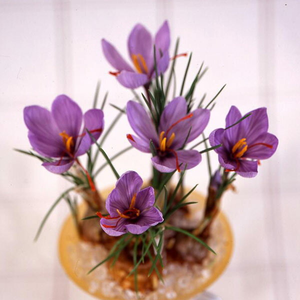 球根/[25年8月下旬予約]サフラン：お徳用20球入りのサムネイル