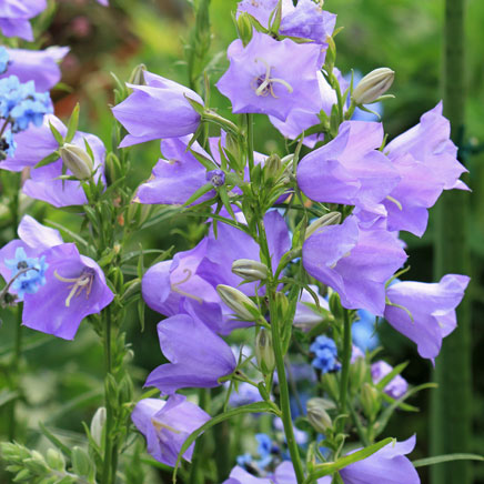 楽天市場】カンパニュラ Campanula（苗物｜ガーデニング・農業）：花