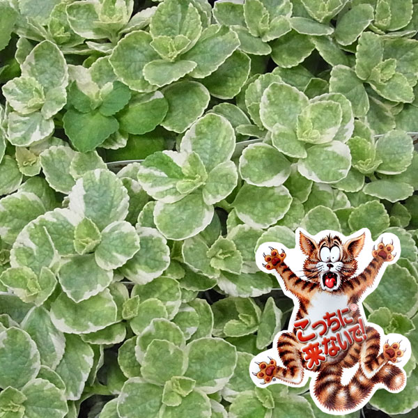 草花の苗/[26年4月上旬予約]コリウス：こっちに来ないで!（犬猫よけ植物）バリエガータ 斑入葉3-3.5号ポット