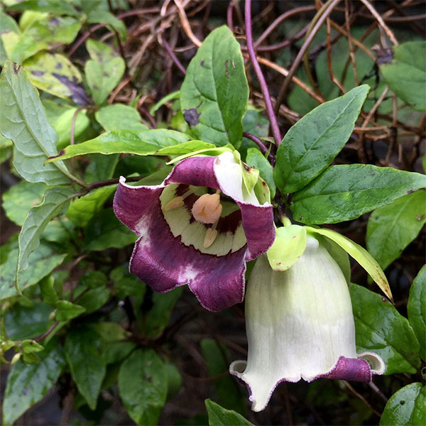 楽天市場】ツルニンジンの通販