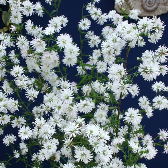 草花の苗/[25年8月下旬予約]八重咲クジャクアスター ホワイト4号ポットのサムネイル