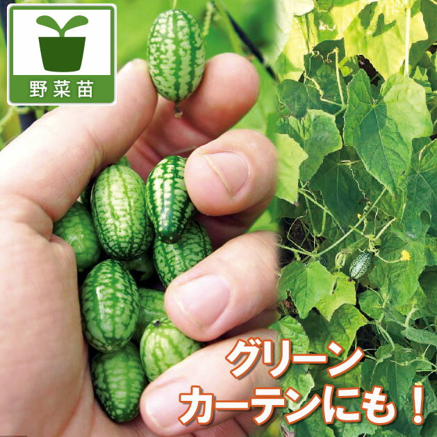 野菜の苗/[26年4月下旬予約]一粒キュウリ：プチキュー3号ポット