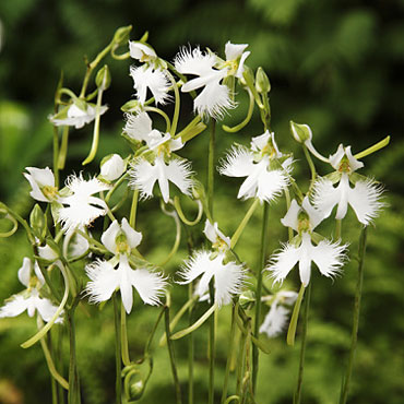 球根/[25年2月中下旬予約]サギソウ（鷺草）：青葉（原種）3球入り