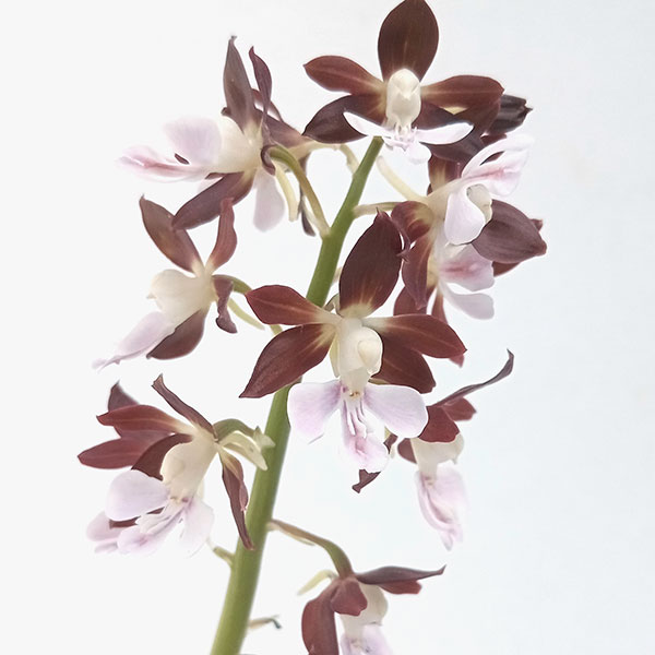 楽天市場】黄エビネの通販